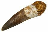Real Fossil Spinosaurus Tooth - Large Dinosaur Tooth #328046-1
